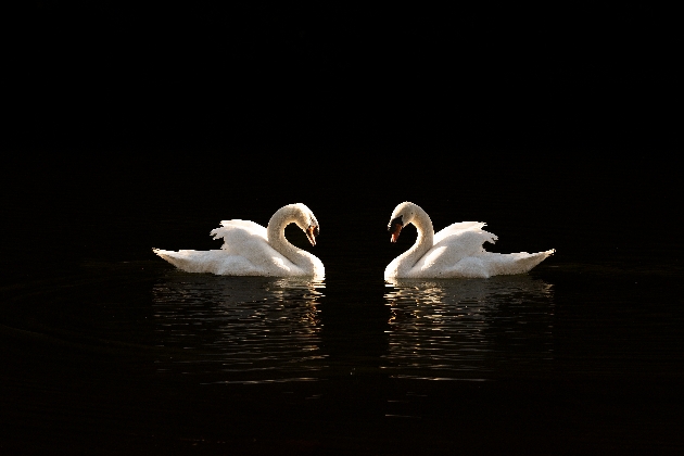 Two swans swimming on a lake