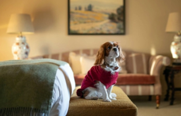 dog on stool at end of bed in hotel room