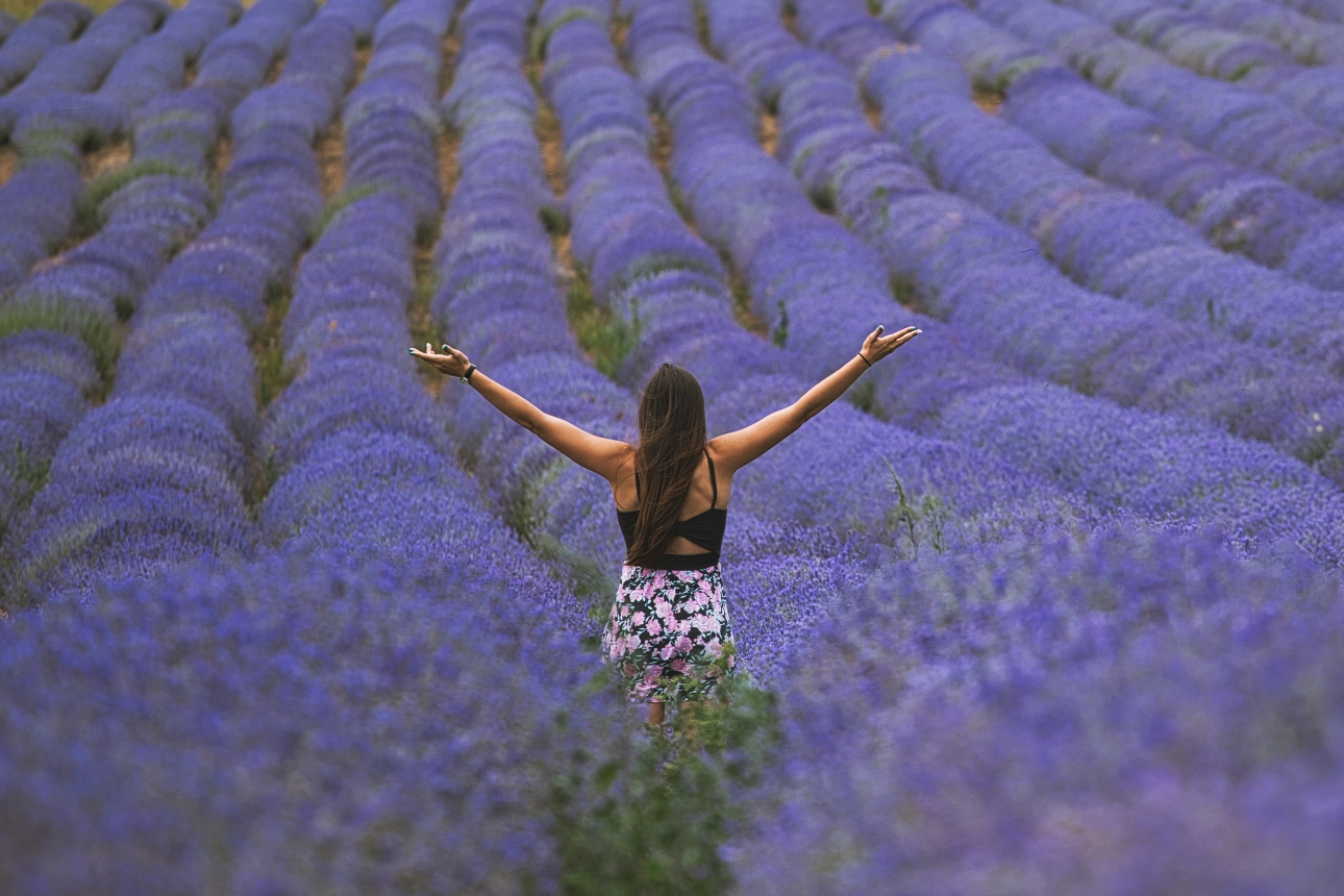 woman in lavender field